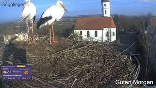 2025 03 02 Storchennest Gögglingen, hier man die Morgen️️️