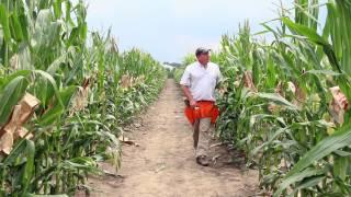 Why I am a plant breeder- Dr. Mitch Tuinstra Purdue Agronomy