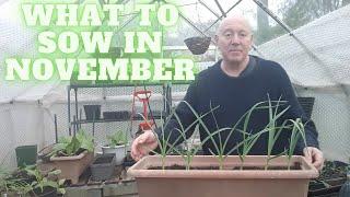 What To Sow In November [Gardening Allotment UK] [Grow Vegetables At Home ]