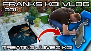 MY 3300 GALLON KOI POND BUILD | TREATING JUMBO CHAGOI | ABSOLUTE KOI VISIT | FRANKS KOI VLOG #001