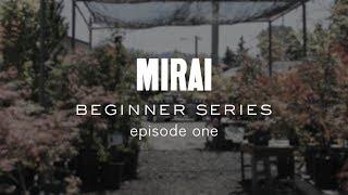 Bonsai Beginner Series - Material Selection