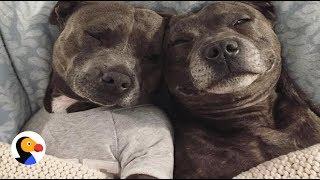 Most Pampered Pit Bulls In The World | The Dodo