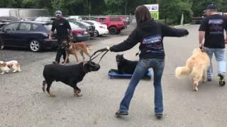 People/Dog Reactive German Shepherd, Onyx!  Reactive Dog Training | Off Leash K9 Training