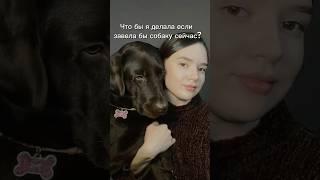 Воспитание собаки. Лабрадор #лабрадор #собака #дрессировкасобаки #дрессировка