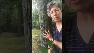 Carya glabra (pignut hickory)