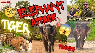 TIGER SIGHTING & ELEPHANT ATTACK BHI HO GYA AAJ  #yuvrajjimcorbett