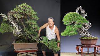 50 INSPIRASI BONSAI PINUS TERBAIK