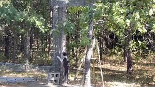 Squirrel dog training using a tube at Missouri Ozarks Mountain curs