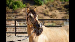 WEBER STABLES - MORGAN HORSES - CALIFORNIA