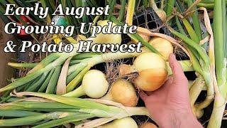 Early August Plot Update & Potato Harvest.