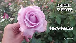 Disease Resistant Varieties | Motherplants | Pushpanjali Rosery Bareilly