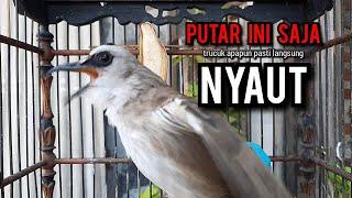 trucukan gacor TARUNG ROPEL PANJANG pancingan trucukan agar bunyi jadikan burung trucuk gacor NYAUT