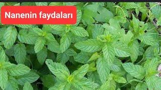 Nane faydaları ve nasıl tüketilmeli şifalı bitkiler faydalı bitkiler doğadaki mücize