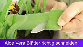 Aloe Vera Blätter schneiden & aufbewahren