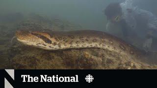 Ilmuwan #TheMoment menemukan spesies ular raksasa baru