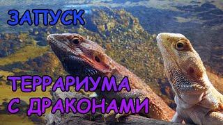 ЗАПУСК ТЕРРАРИУМА С ДРАКОНАМИ