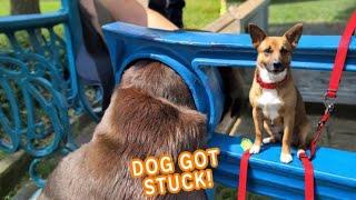 Dog Gets Rescued After Getting Stuck In Bench!  | PAWSOME PETS