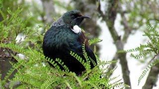 Tui bird .