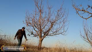 pruning هرس درخت سیب