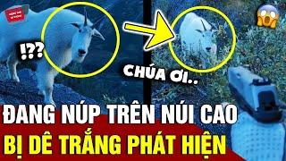 Đang núp trong 'LÙM CÂY' trên núi cao, Camera man bất ngờ bị 'DÊ TRẮNG' phát hiện | Động Tiin