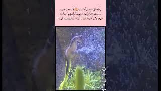 See horse #seehorse#Sea creatures#ocean #insects #entertainment #viralvideo #viewshorts