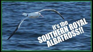 Wild New Zealand: The Southern Royal Albatross