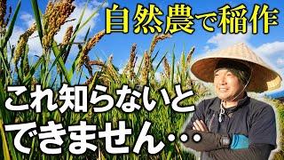 【超重要】無農薬・無肥料・不耕起でお米ができるのはなぜ？これをみれば全てが分かる！！