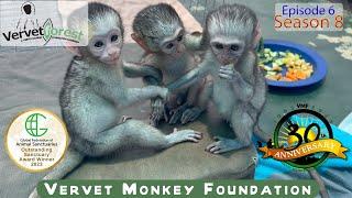 Baby monkeys' big day visiting potential monkey moms