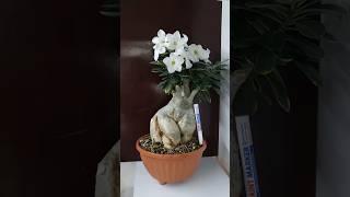 Мой самый крупный адениум Выращен из семян. Каудекс в обхвате 45 см. Возраст 6-7 лет.