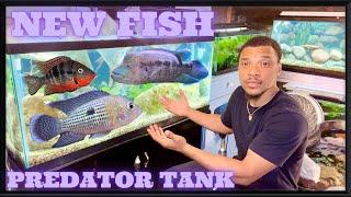 PREDATOR FISH For 55 gallon aquarium