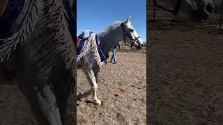 Prince Frosty of Arizona.Best horse in the west!