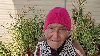 Cactus Care Secrets 80 Years Old Lady Mrs Mirza  Cactus lover