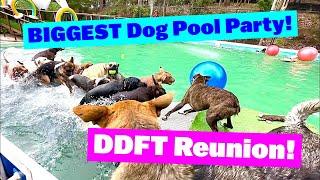 BIGGEST Dog Pool Party | Videos for Dogs to Watch | Reality TV for Dogs