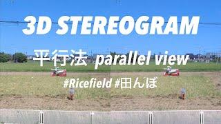 STEREOGRAM (Parallel View 3D VR) | 平行法ステレオグラム | P40 STEREOSCOPIC