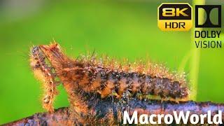 8K HDR  SUPER MACRO WORLD Dolby Vision