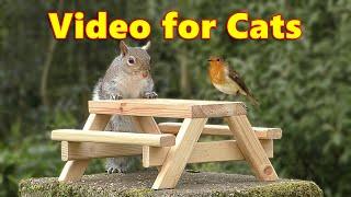 Videos for Cats to Watch Birds & Squirrels ~ Cat TV Picnic Table Fun