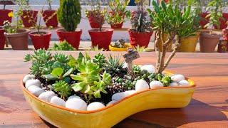 Succulent Arrangement || Sacculent soil mix || Nature Lover Vinno || Sacculent Arrangment idea