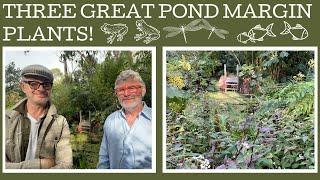 Three great pond margin plants that give colour, structure and flowers!