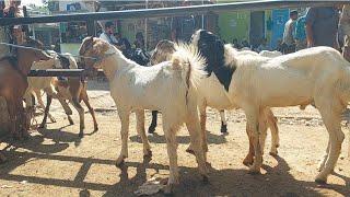 1 JUTA 50 RIBU‼️KAMBING JANTAN HARGA MURAH | Pasar Kambing Gedungombo