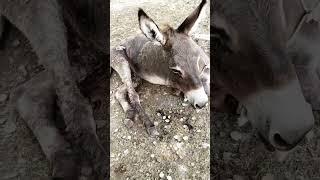 #Amazing Recover after surgery. #surgery #donkey #equine #youtubeshorts