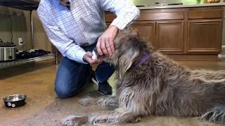 Eliminate Bad Breath and Oral Disease in Dogs and Cats
