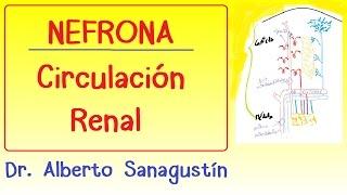 NEFRONA y CIRCULACIÓN RENAL #anatomía