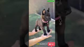  Training dog belgian malinois #dog #k9 #germanshepherd #dogtraining #malinois