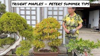 Trident Maples   Peter's Summer Tips