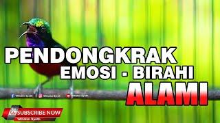 SUARA KONIN PENDONGKRAK ALAMI EMOSI BIRAHI COCOK UNTUK PANCINGAN BURUNG LESU KURANG GACOR BIAR GACOR