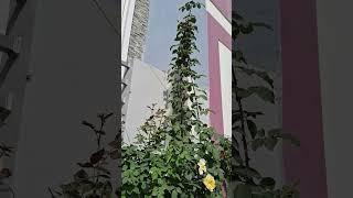 height of rose plant.....#terrace #youtubeshorts