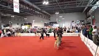 World dog show Milano 2015