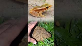 funny frogs jump | funny tree frog and bullfrog | funny frog longer shorts #longershort