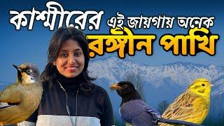 Birds of Kashmir | Sopore Kashmir | Birds of Sopore