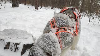 Сибирский хаски в снегу зимой гуляет по лесу. Siberian husky in the snow in winter walks the forest